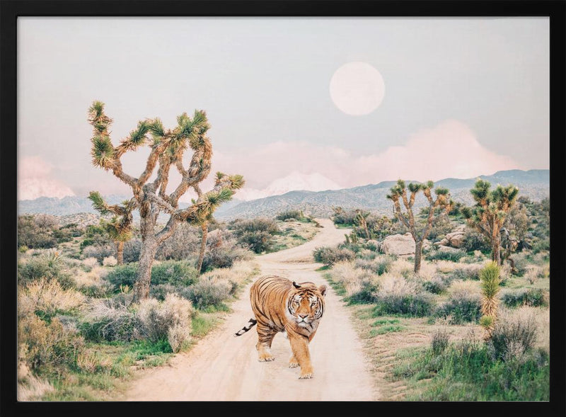 Wandering Tiger - Stretched Canvas, Poster or Fine Art Print I Heart Wall Art