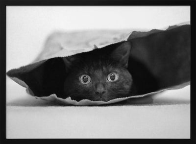 Cat in a bag - Stretched Canvas, Poster or Fine Art Print I Heart Wall Art