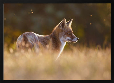 Last Light Fox - Stretched Canvas, Poster or Fine Art Print I Heart Wall Art