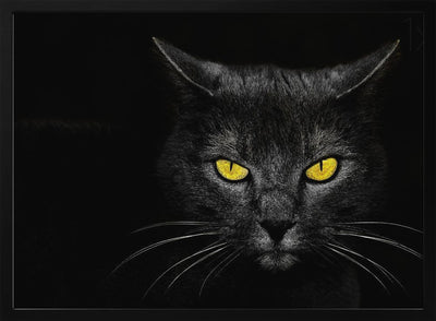 Black Cat - Stretched Canvas, Poster or Fine Art Print I Heart Wall Art