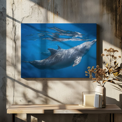 Dolphin at the surface - Stretched Canvas, Poster or Fine Art Print I Heart Wall Art