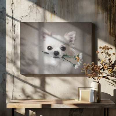 Chihuahua with flowers - Stretched Canvas, Poster or Fine Art Print I Heart Wall Art