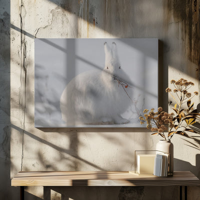 wild arctic hare - Stretched Canvas, Poster or Fine Art Print I Heart Wall Art