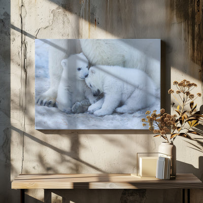 Polar bear cub - Stretched Canvas, Poster or Fine Art Print I Heart Wall Art