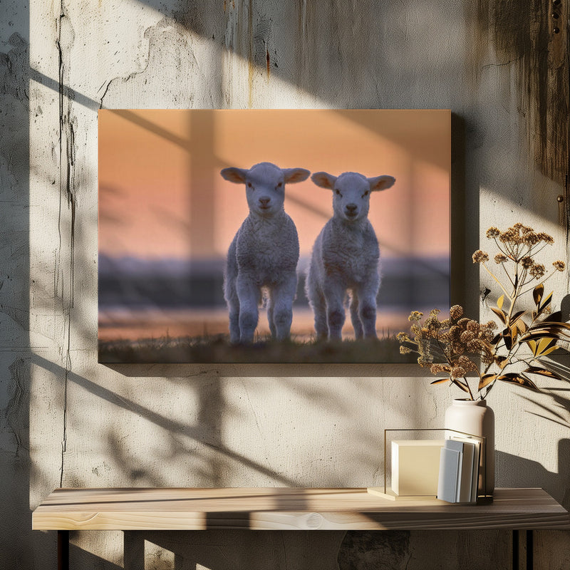 Lamb Twins - Stretched Canvas, Poster or Fine Art Print I Heart Wall Art