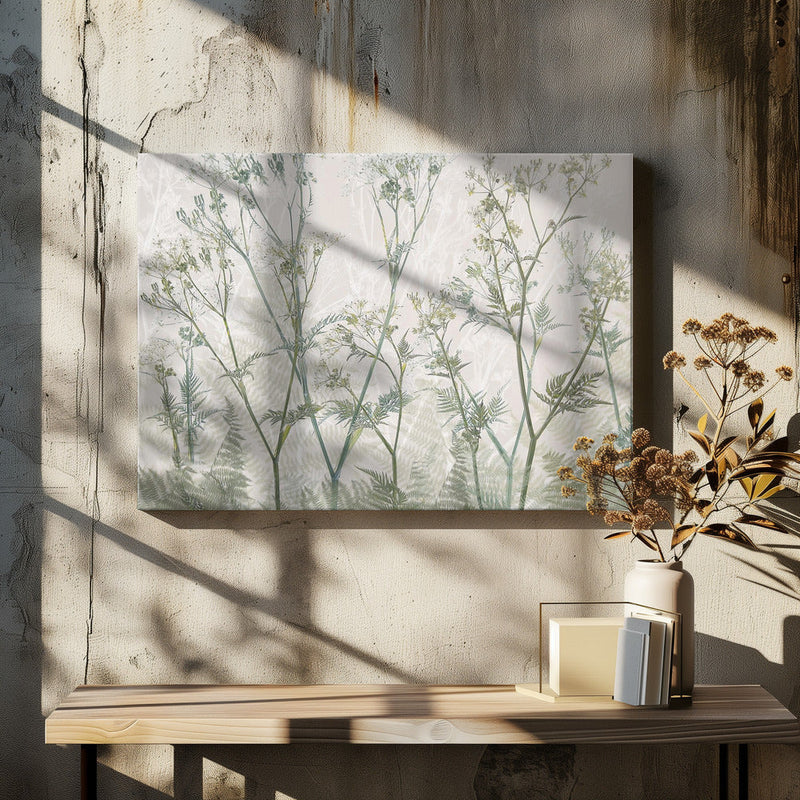 Cow parsley - Stretched Canvas, Poster or Fine Art Print I Heart Wall Art