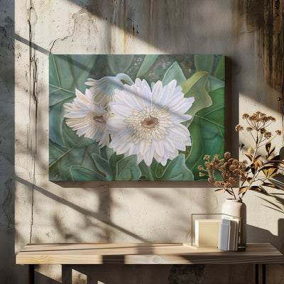 White Gerbera - Stretched Canvas, Poster or Fine Art Print I Heart Wall Art