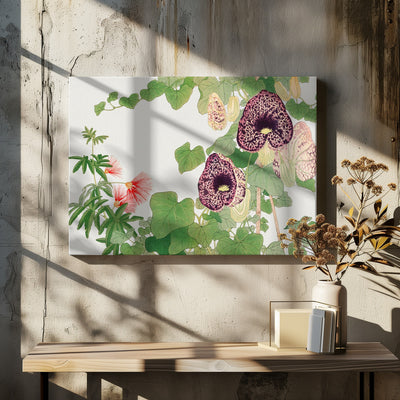 Albizia & Aristolochia Flower No.2 - Stretched Canvas, Poster or Fine Art Print I Heart Wall Art