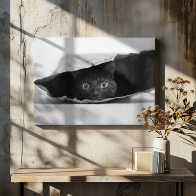 Cat in a bag - Stretched Canvas, Poster or Fine Art Print I Heart Wall Art