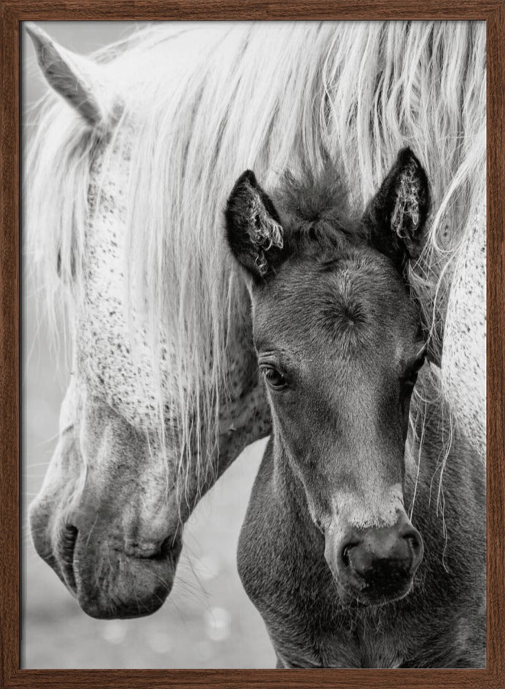 The Foal - Stretched Canvas, Poster or Fine Art Print I Heart Wall Art