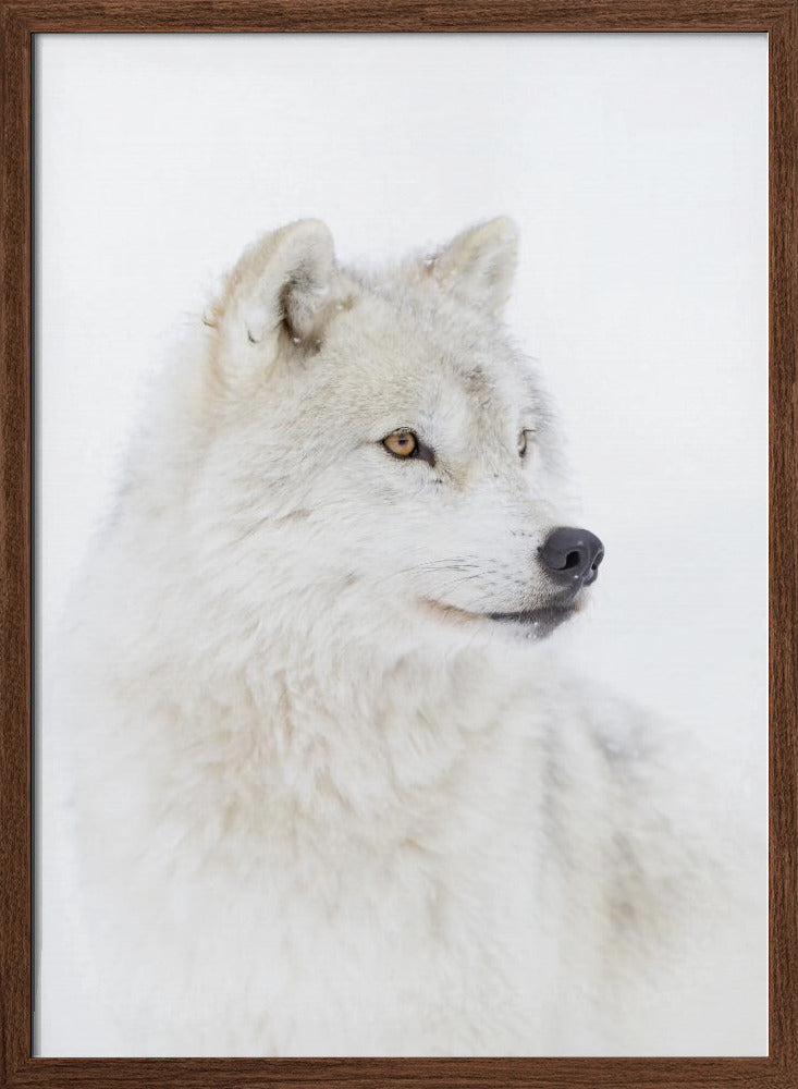 Portrait of an Arctic Wolf - Stretched Canvas, Poster or Fine Art Print I Heart Wall Art