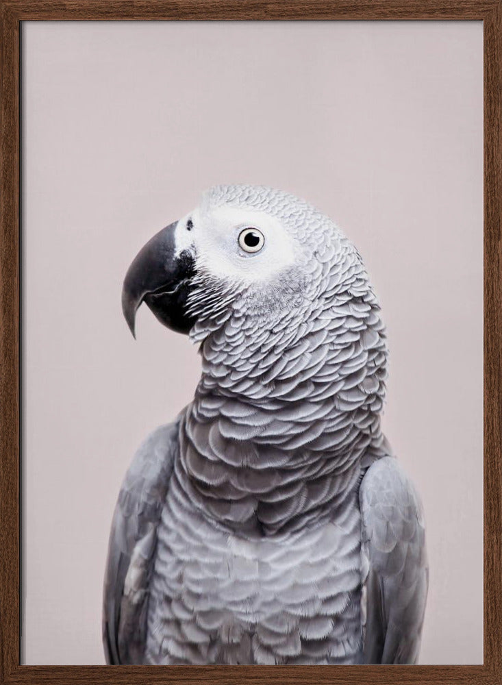 African Grey - Stretched Canvas, Poster or Fine Art Print I Heart Wall Art