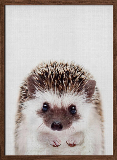 Peekaboo Hedgehog - Stretched Canvas, Poster or Fine Art Print I Heart Wall Art