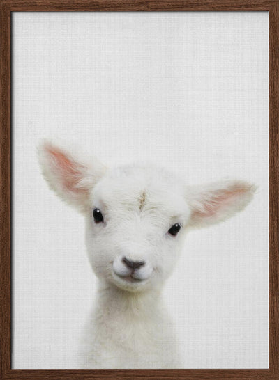 Peekaboo Baby Sheep - Stretched Canvas, Poster or Fine Art Print I Heart Wall Art