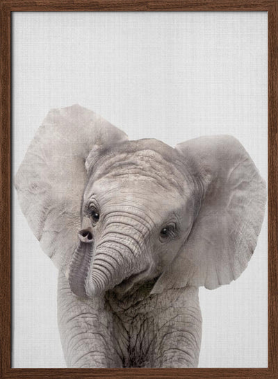 Peekaboo Baby Elephant - Stretched Canvas, Poster or Fine Art Print I Heart Wall Art