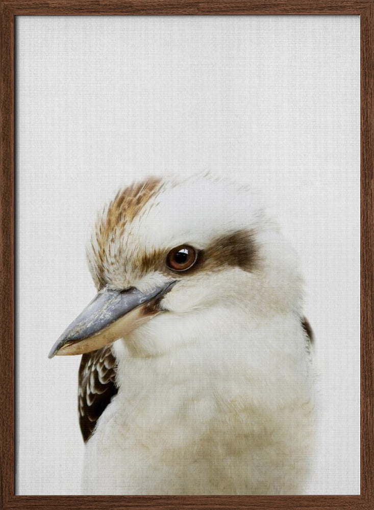 Peekaboo Kookaburra - Stretched Canvas, Poster or Fine Art Print I Heart Wall Art