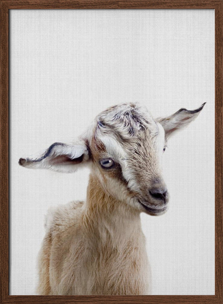 Peekaboo Baby Goat - Stretched Canvas, Poster or Fine Art Print I Heart Wall Art