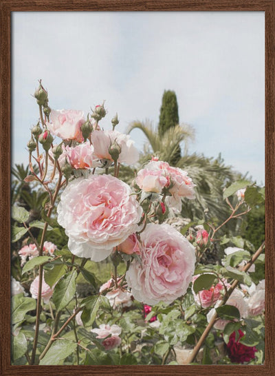 Garden Roses - Stretched Canvas, Poster or Fine Art Print I Heart Wall Art