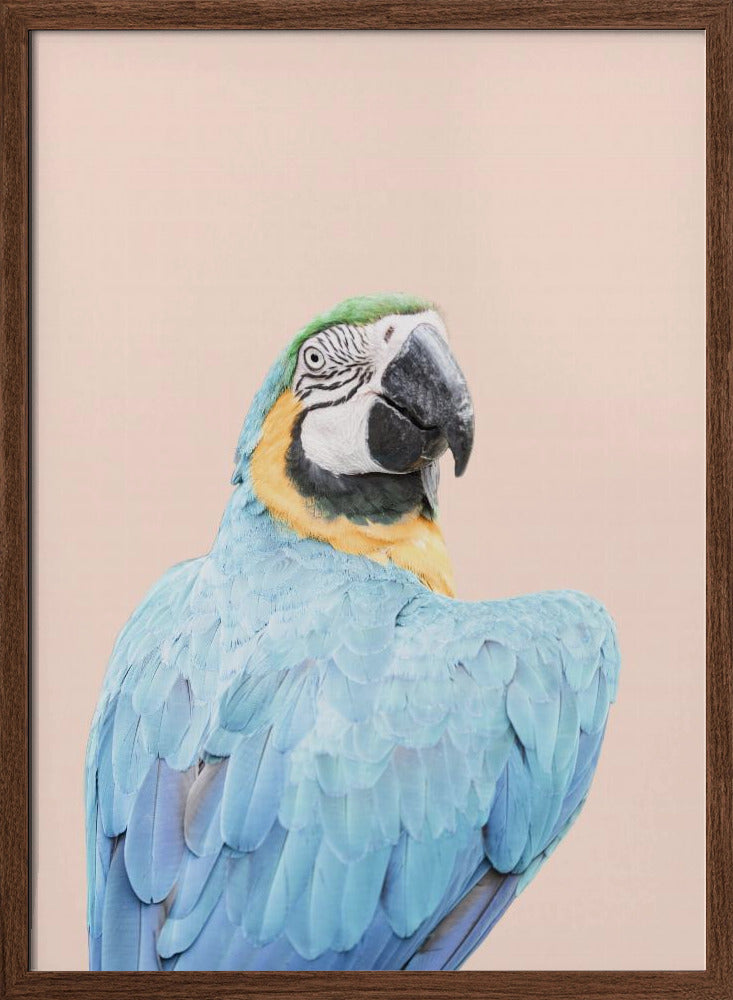 Blue Macaw - Stretched Canvas, Poster or Fine Art Print I Heart Wall Art