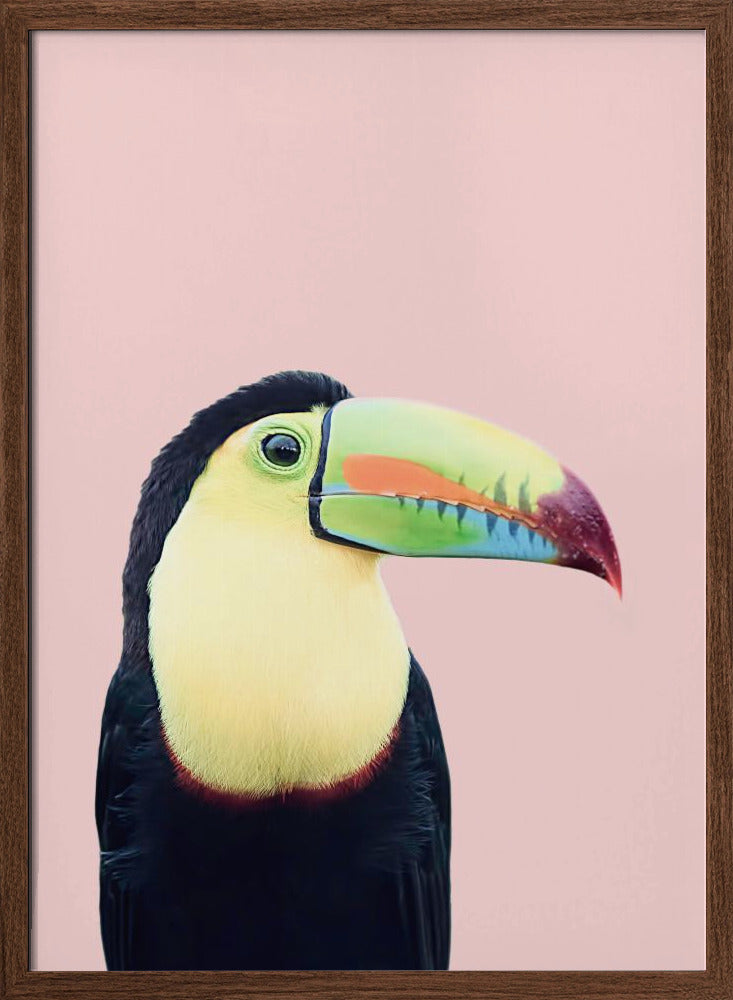 Toucan on Pink - Stretched Canvas, Poster or Fine Art Print I Heart Wall Art