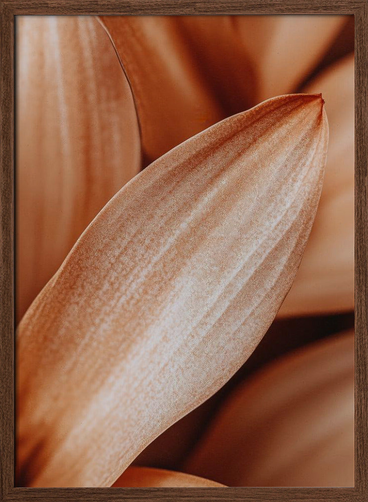 Leafdetail - Stretched Canvas, Poster or Fine Art Print I Heart Wall Art