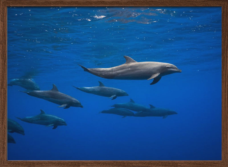 Dolphins - Stretched Canvas, Poster or Fine Art Print I Heart Wall Art