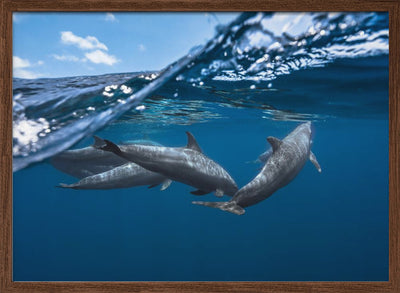 Dolphins - Stretched Canvas, Poster or Fine Art Print I Heart Wall Art