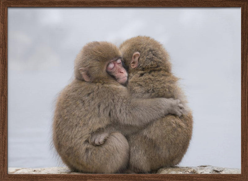 Forever Friends - Stretched Canvas, Poster or Fine Art Print I Heart Wall Art