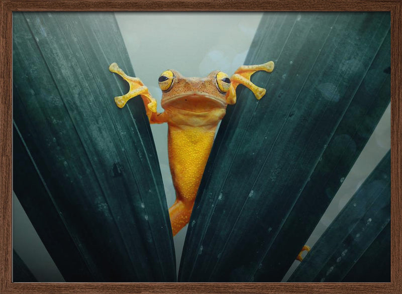 Gold Frog - Stretched Canvas, Poster or Fine Art Print I Heart Wall Art