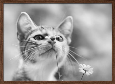 Curious - Stretched Canvas, Poster or Fine Art Print I Heart Wall Art