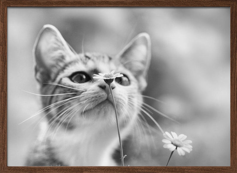 Curious - Stretched Canvas, Poster or Fine Art Print I Heart Wall Art