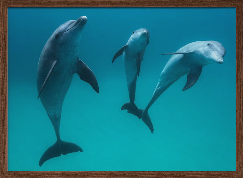 Bottlenose dolphins - Stretched Canvas, Poster or Fine Art Print I Heart Wall Art