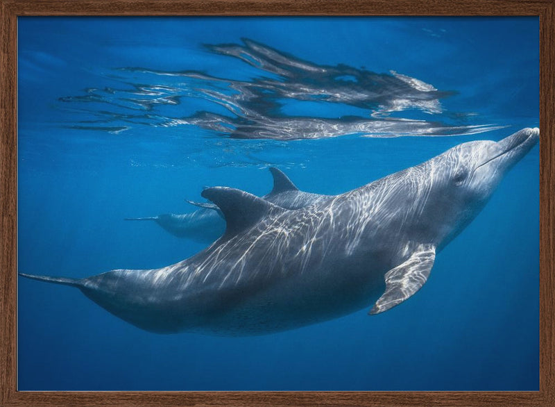 Dolphin at the surface - Stretched Canvas, Poster or Fine Art Print I Heart Wall Art