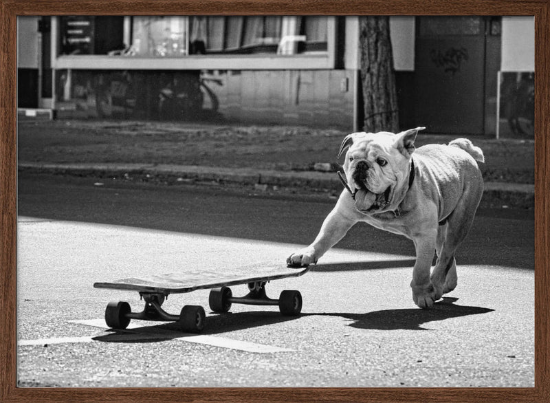 ... dogs just want to have fun ... - Stretched Canvas, Poster or Fine Art Print I Heart Wall Art