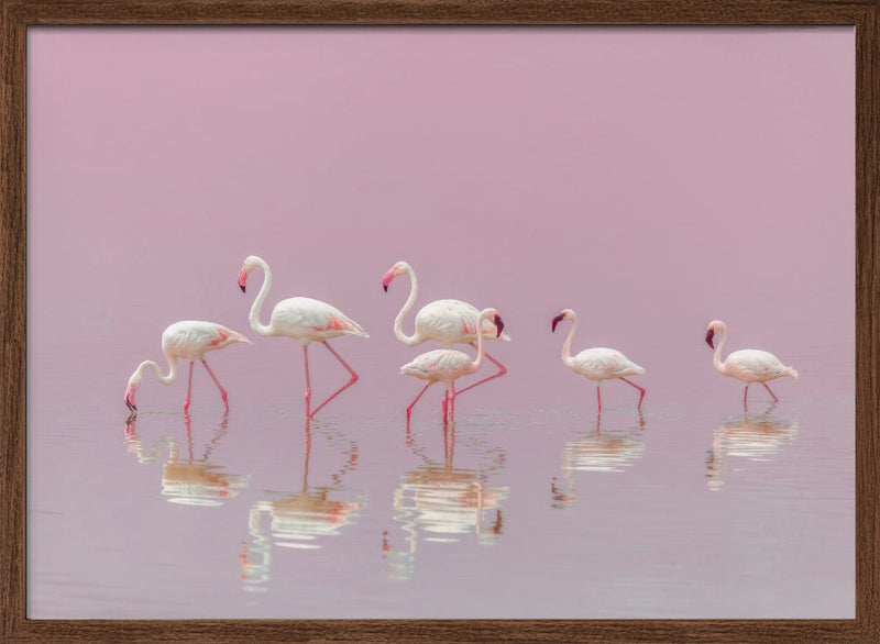 Flamingos - Stretched Canvas, Poster or Fine Art Print I Heart Wall Art