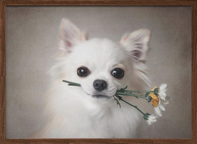 Chihuahua with flowers - Stretched Canvas, Poster or Fine Art Print I Heart Wall Art