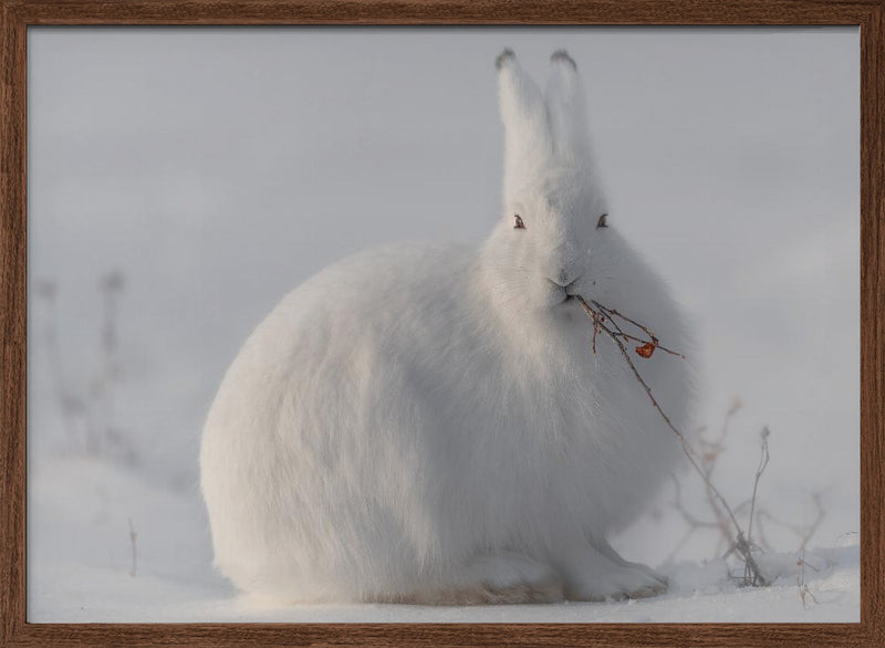 wild arctic hare - Stretched Canvas, Poster or Fine Art Print I Heart Wall Art