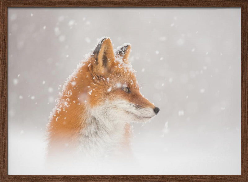 Snow is falling… - Stretched Canvas, Poster or Fine Art Print I Heart Wall Art