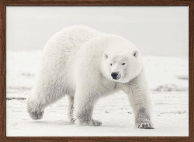 Alaskan king - Stretched Canvas, Poster or Fine Art Print I Heart Wall Art