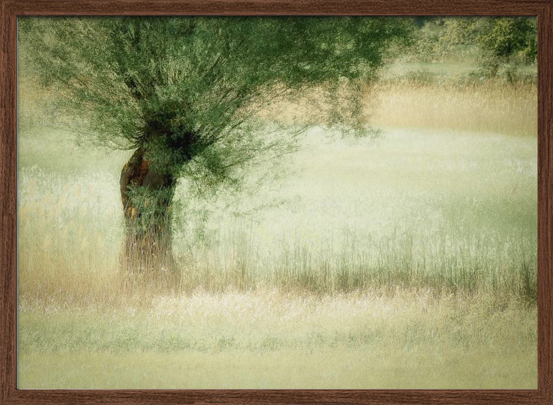 Willow - Stretched Canvas, Poster or Fine Art Print I Heart Wall Art