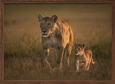 Mom lioness with cub - Stretched Canvas, Poster or Fine Art Print I Heart Wall Art