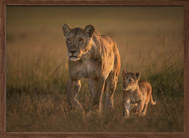 Mom lioness with cub - Stretched Canvas, Poster or Fine Art Print I Heart Wall Art