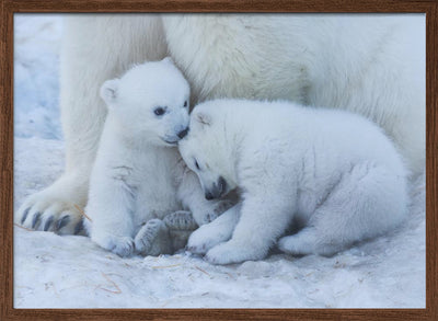 Polar bear cub - Stretched Canvas, Poster or Fine Art Print I Heart Wall Art