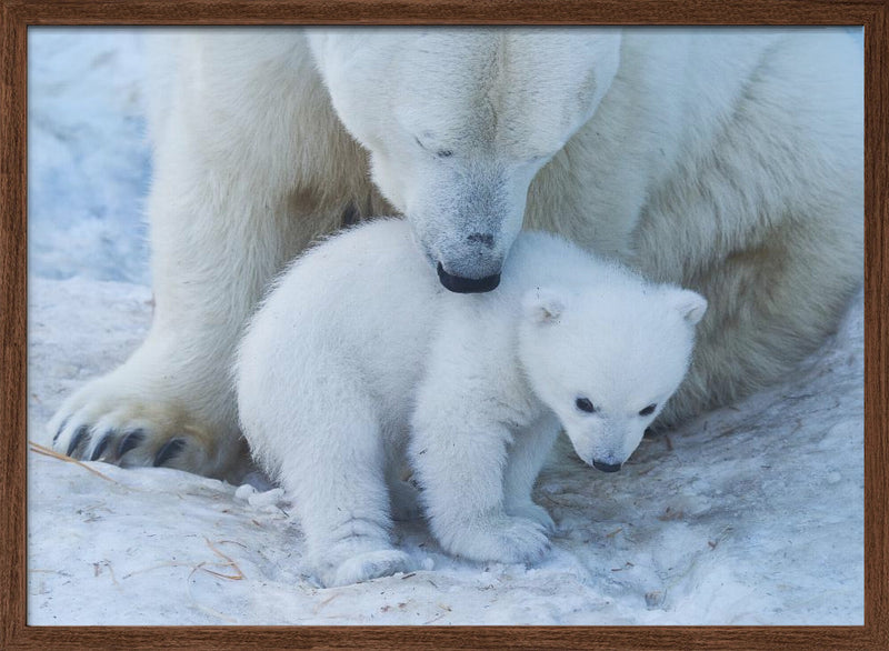 Polar bear portrait - Stretched Canvas, Poster or Fine Art Print I Heart Wall Art