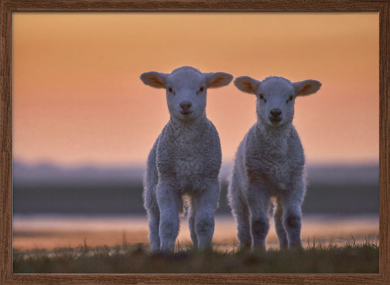 Lamb Twins - Stretched Canvas, Poster or Fine Art Print I Heart Wall Art