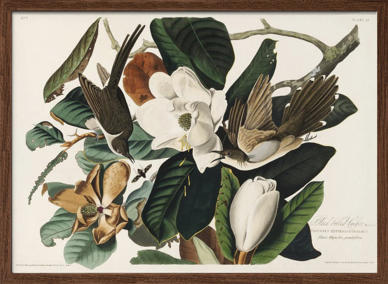 Black Billed Cuckoo From Birds of America (1827) - Stretched Canvas, Poster or Fine Art Print I Heart Wall Art
