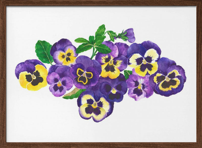 Pansies - Stretched Canvas, Poster or Fine Art Print I Heart Wall Art