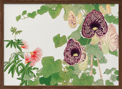 Albizia & Aristolochia Flower No.2 - Stretched Canvas, Poster or Fine Art Print I Heart Wall Art