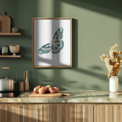 Green White Moth Butterfly - Stretched Canvas, Poster or Fine Art Print I Heart Wall Art