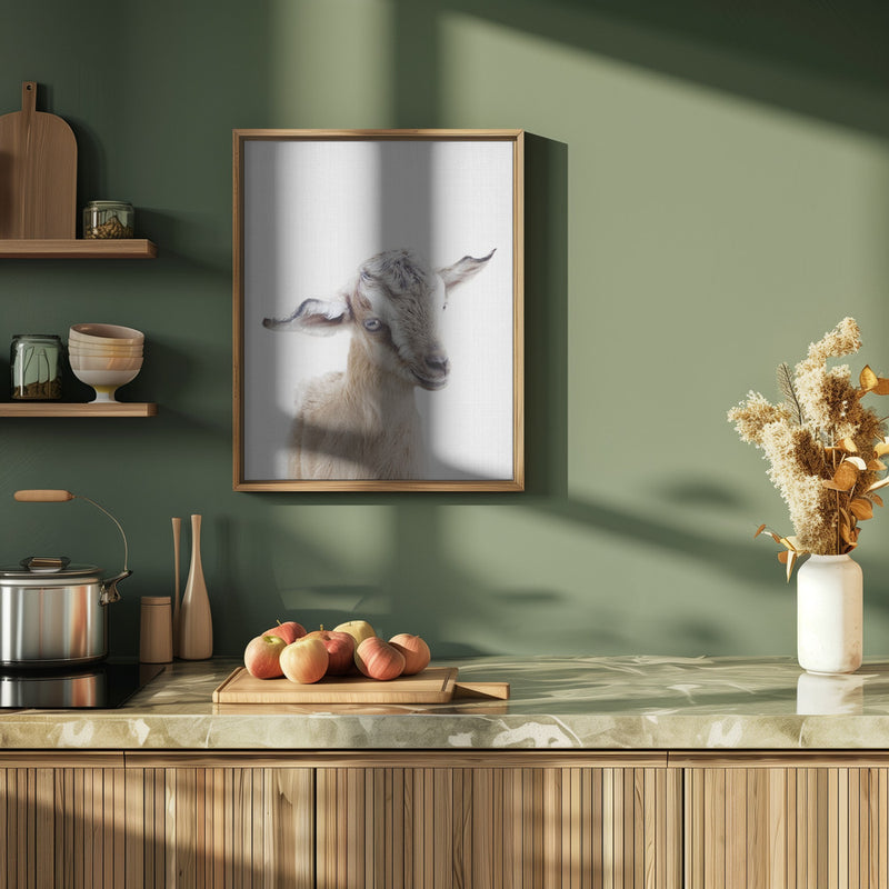 Peekaboo Baby Goat - Stretched Canvas, Poster or Fine Art Print I Heart Wall Art